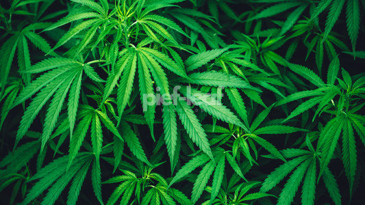 SOG-Anbaumethode: Die Kunst des "Sea of Green"