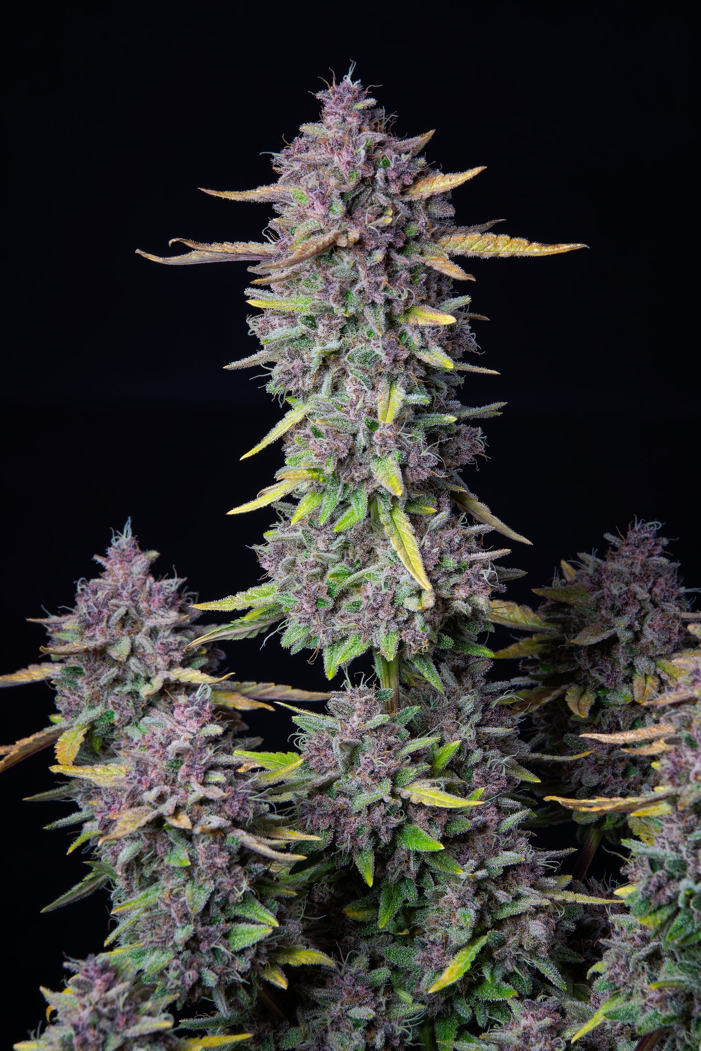 FastBuds - Purple Punch AUTOFLOWER