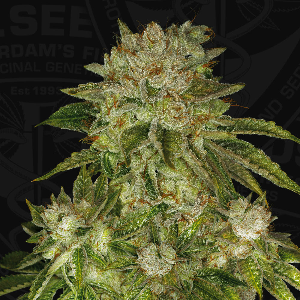 T.H.Seeds™ - MK-Ultra™ FEMINISIERT