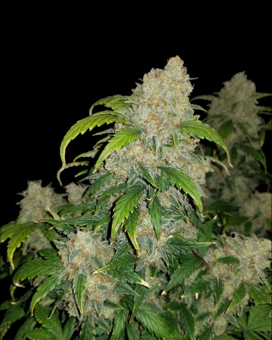 Zkittlez AUTOFLOWER