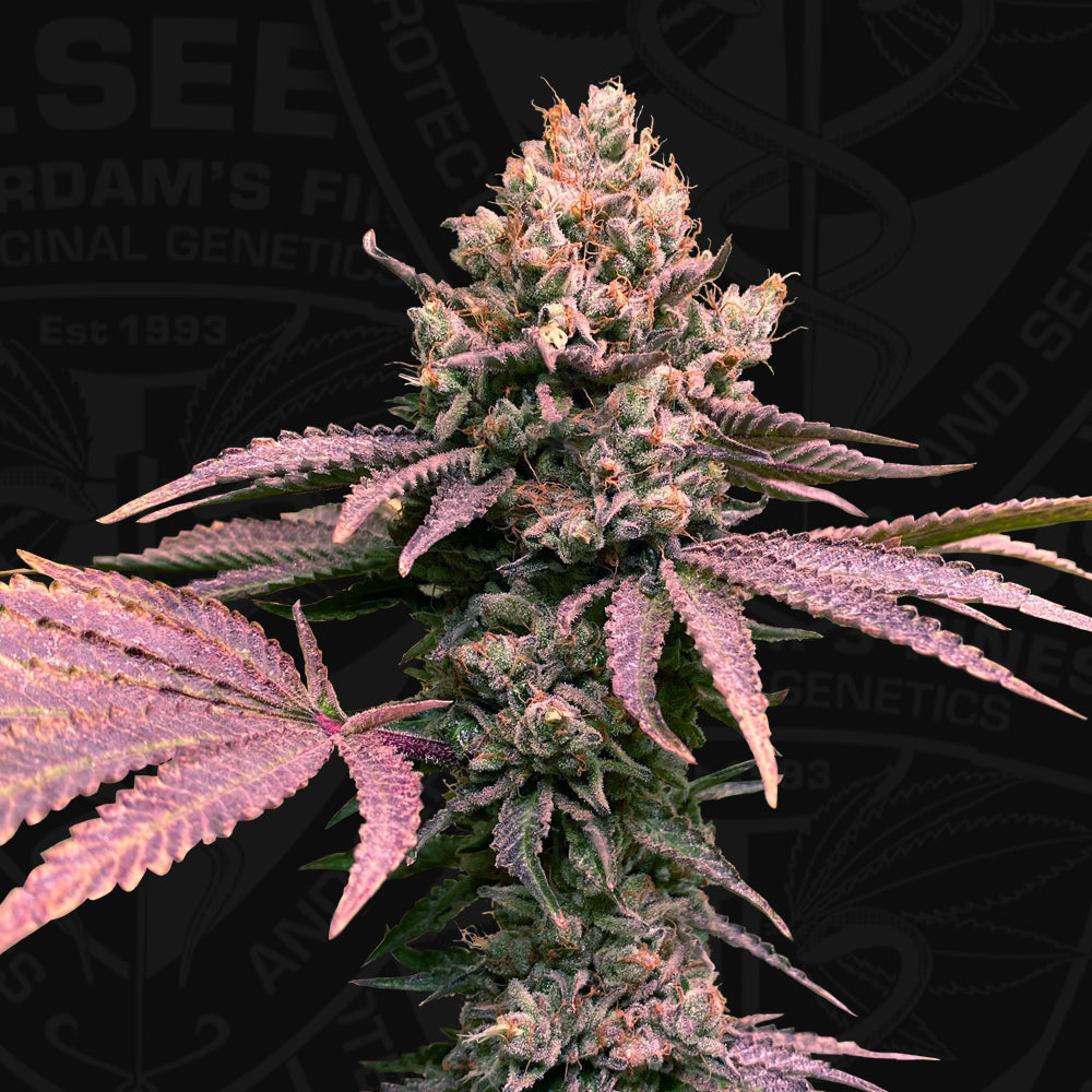 London Mint Cake Samen von T.H.Seeds™ – 60 % Indica, feminisierte Cannabissorte mit süß-minzigem Aroma und hoher Harzproduktion.
