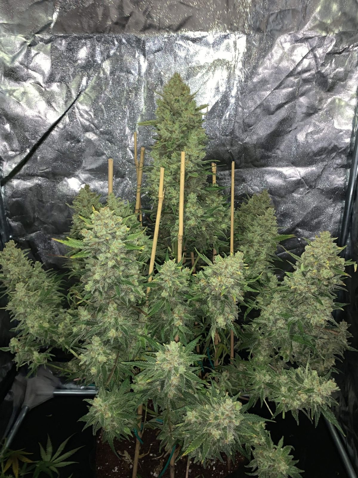 OG KUSH AUTOFLOWER – Autoflowering Seeds – Pief-Leaf®