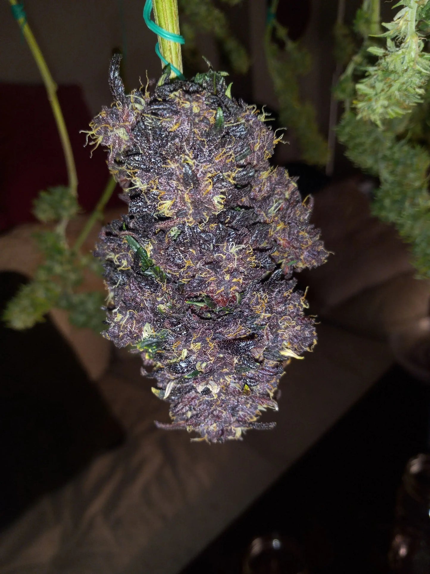 Fastberry - AUTOFLOWER feminisierte Hanfsamen – Pief-Leaf®