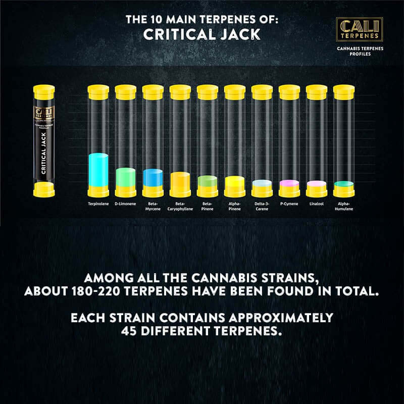 Cali Terpenes - CRITICAL JACK , (1 ml)