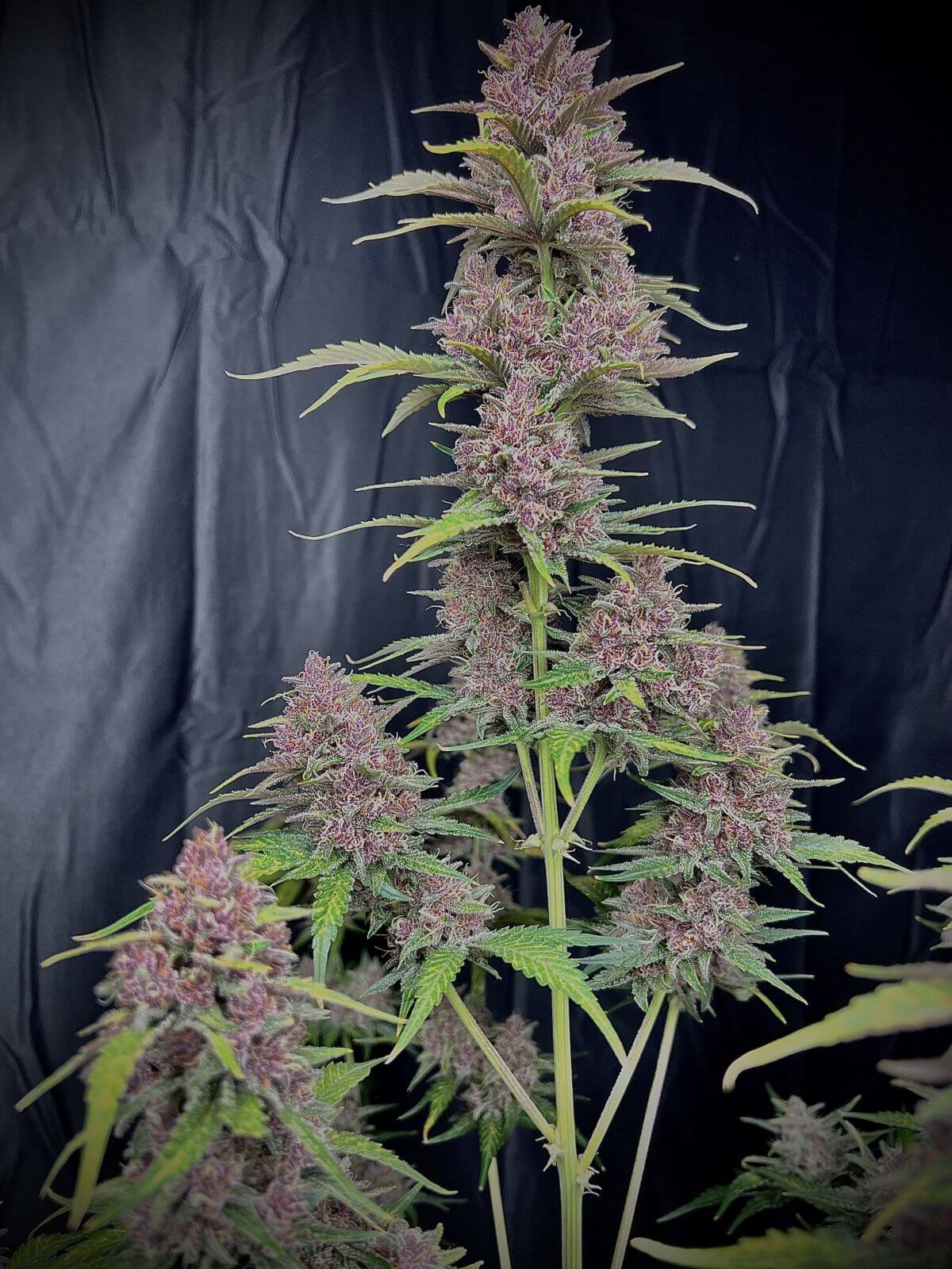 Banana Purple Punch Auto – lila Buds und hoher Ertrag