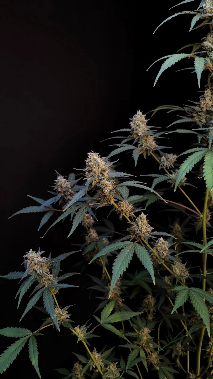 BubbleGum AUTOFLOWER Cannabis Seeds – Pief-Leaf®