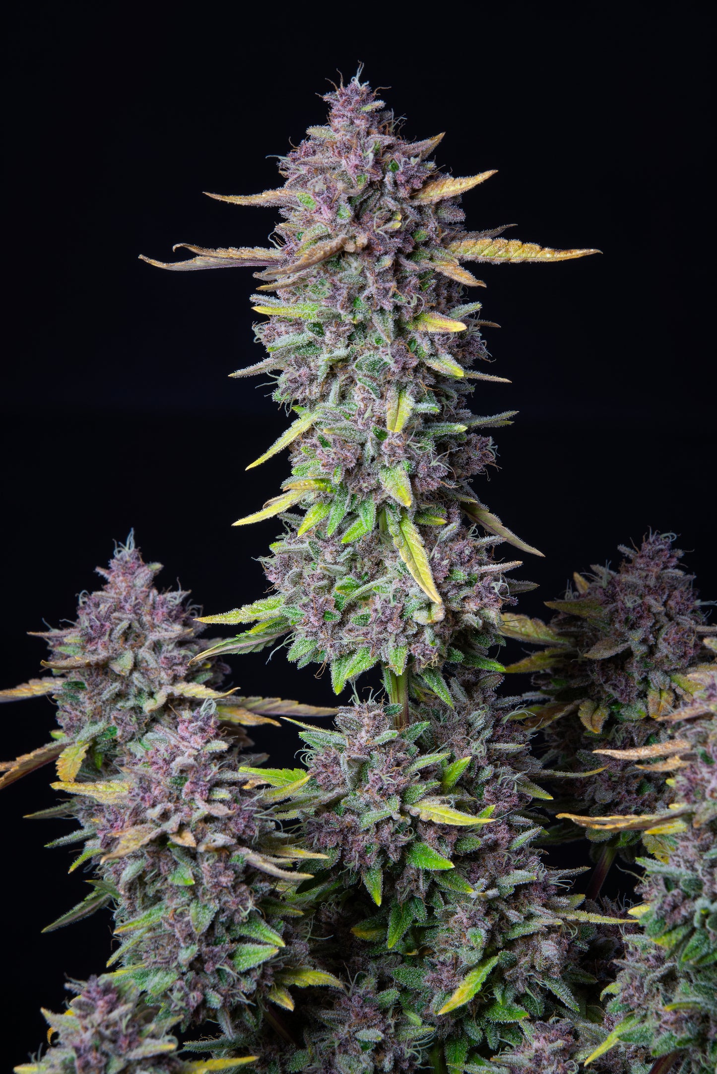 FastBuds - Purple Punch AUTOFLOWER
