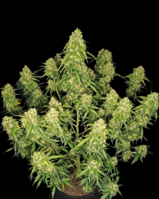 Sour Jealousy™ AUTOFLOWER