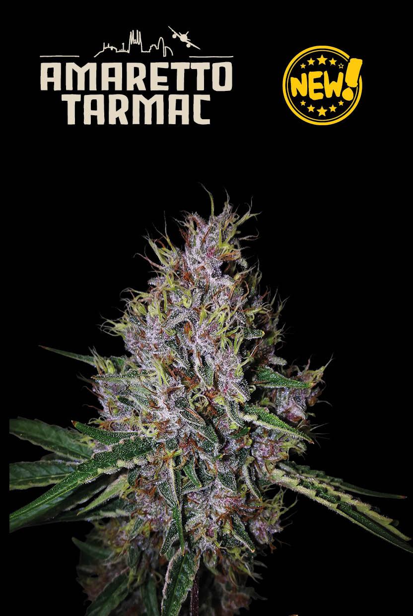 Seedstockers AMARETTO TARMAC© AUTOFLOWER