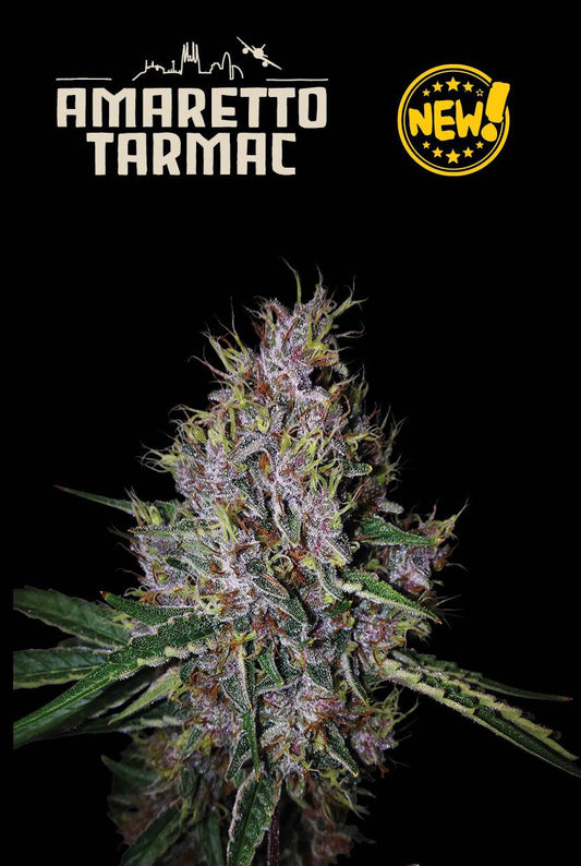 AMARETTO TARMAC© AUTOFLOWER