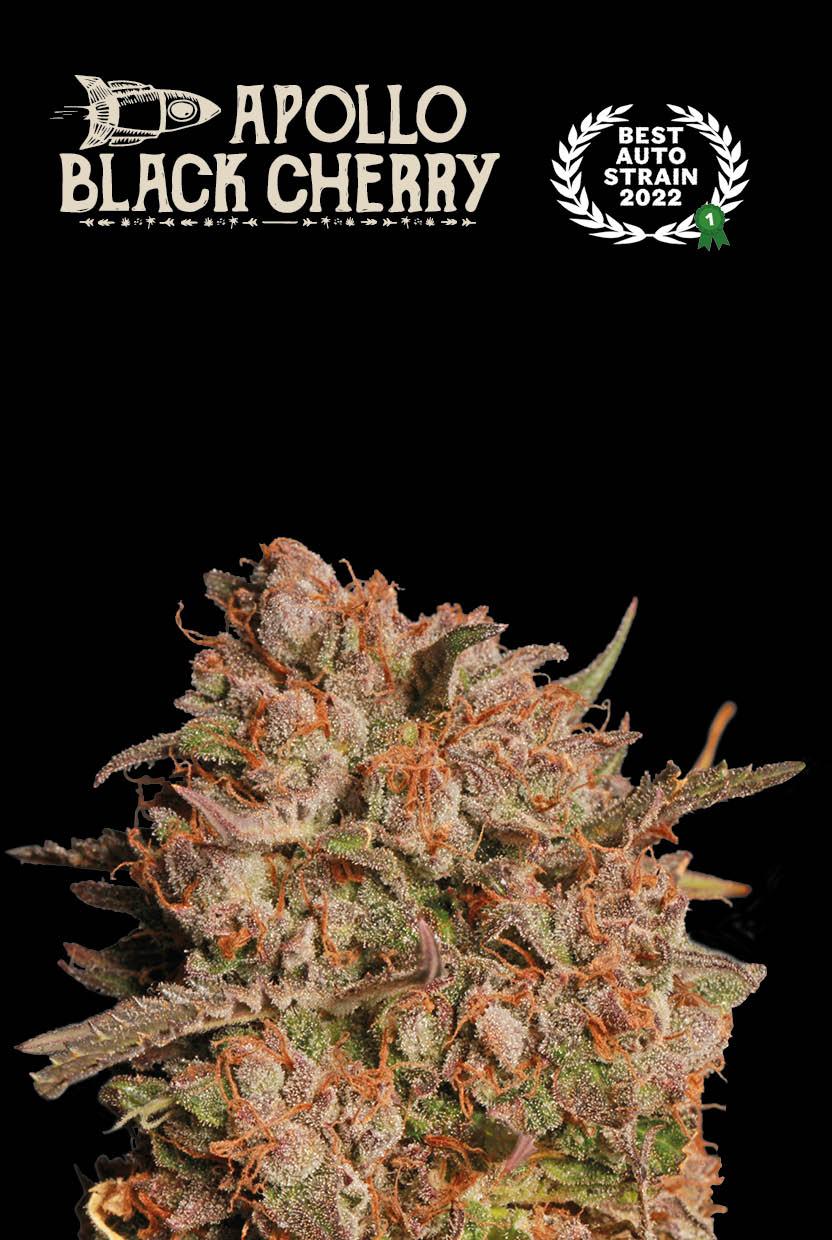 Seedstockers APOLLO BLACK CHERRY© AUTOFLOWER