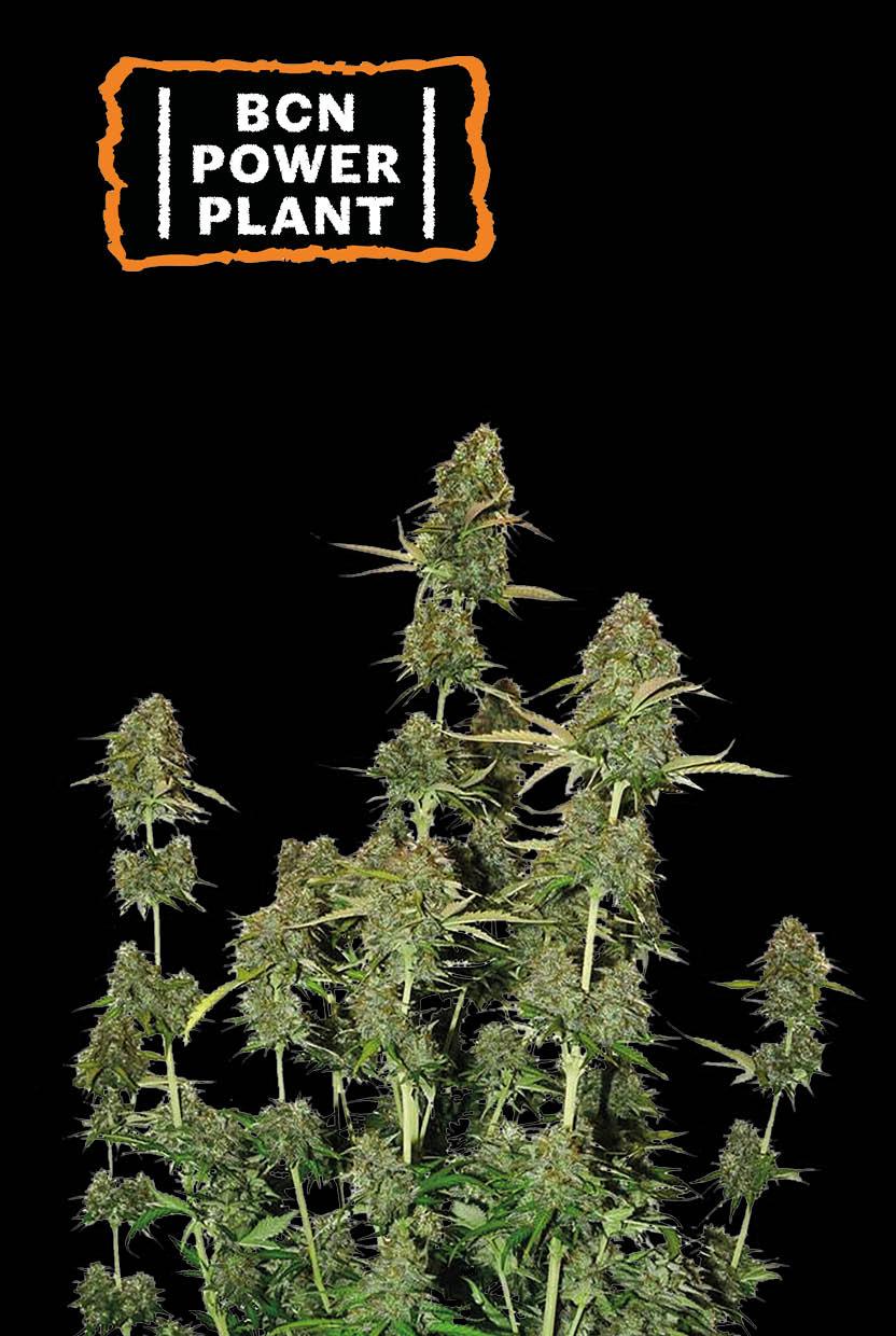 Seedstockers BCN POWER PLANT© AUTOFLOWER