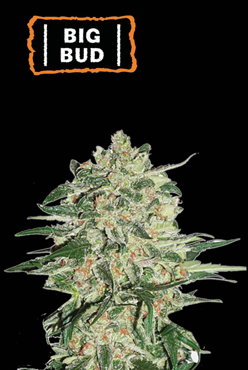 Seedstockers BIG BUD AUTOFLOWER
