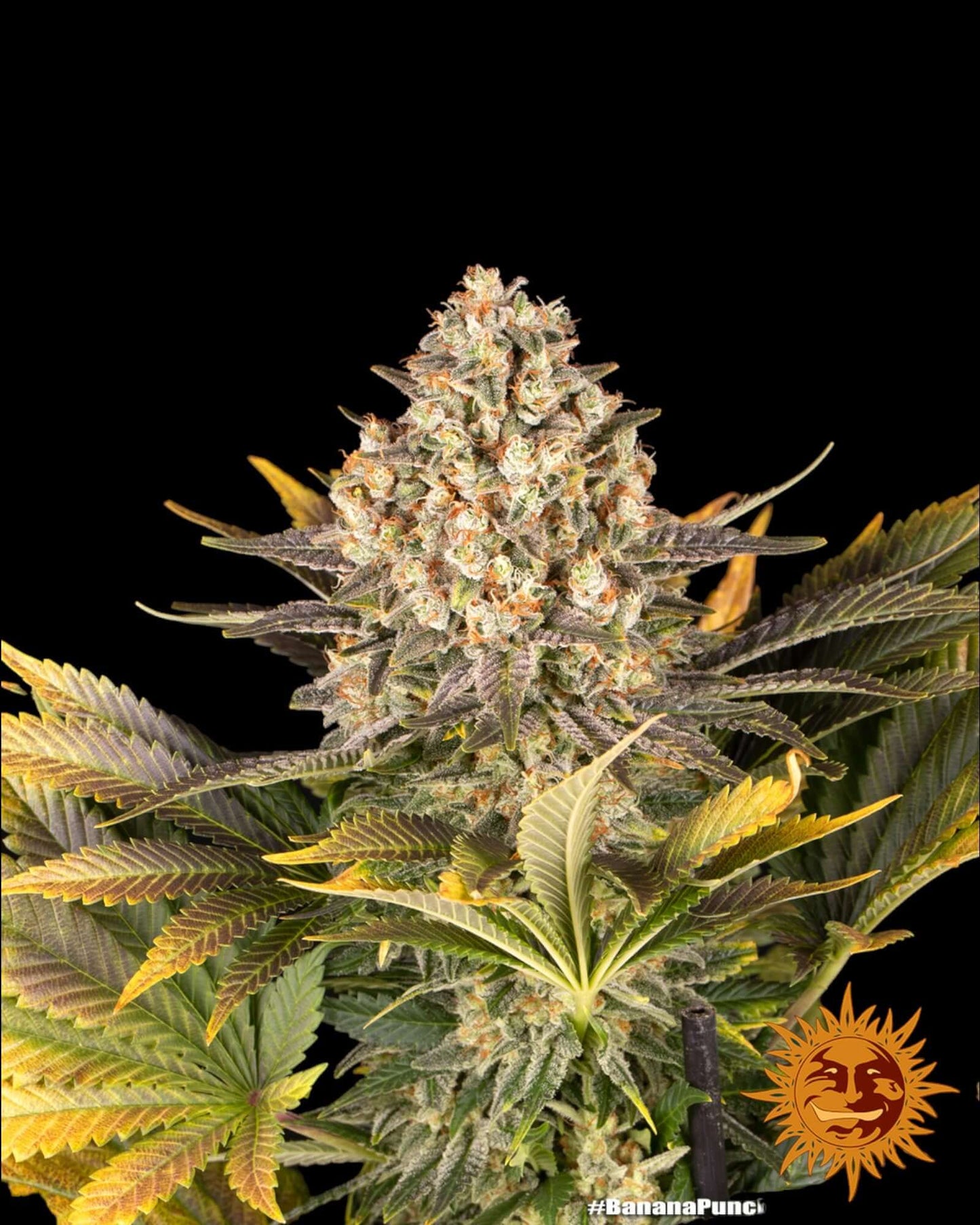 Banana Punch Strain mit tropischem Aroma