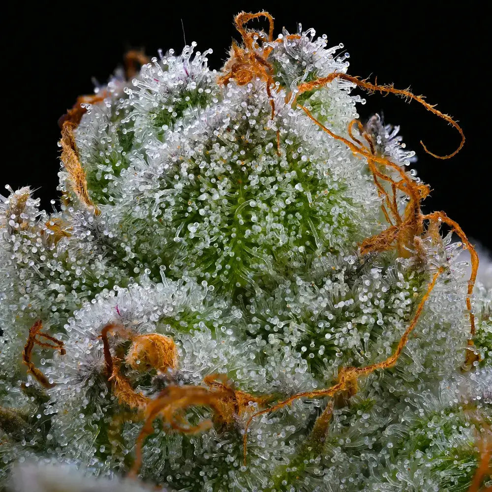 Barney’s Farm Blue Dream Blüte mit Harzschicht