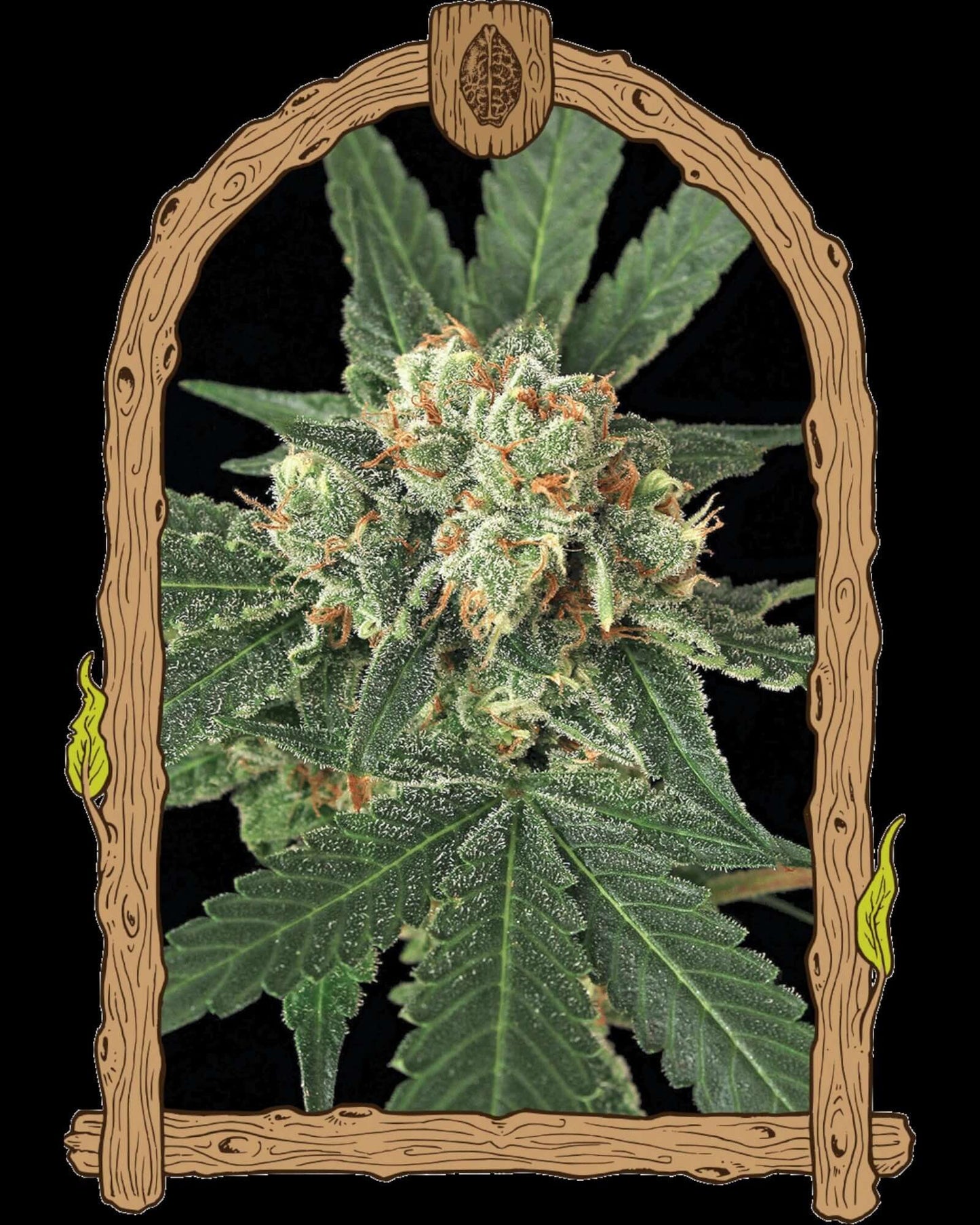 Blue Monkey feminisierte Samen von Exotic Seed