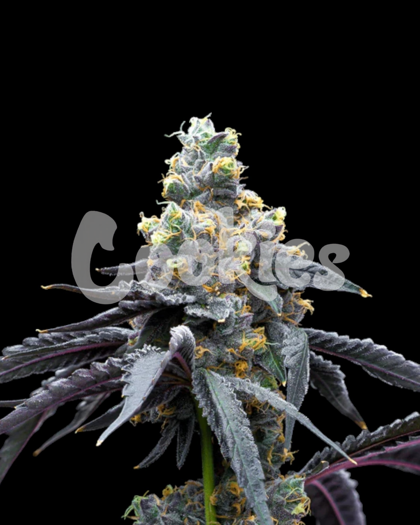 Cookies - WHITE RUNTZ X HOLLYWOOD - FEMINISIERT