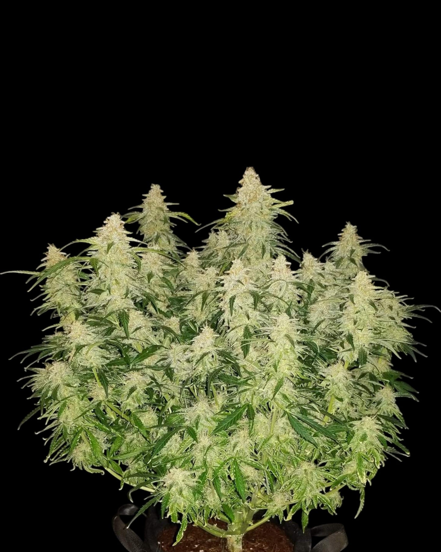 FastBuds Gorilla Auto Cannabissamen Nahaufnahme