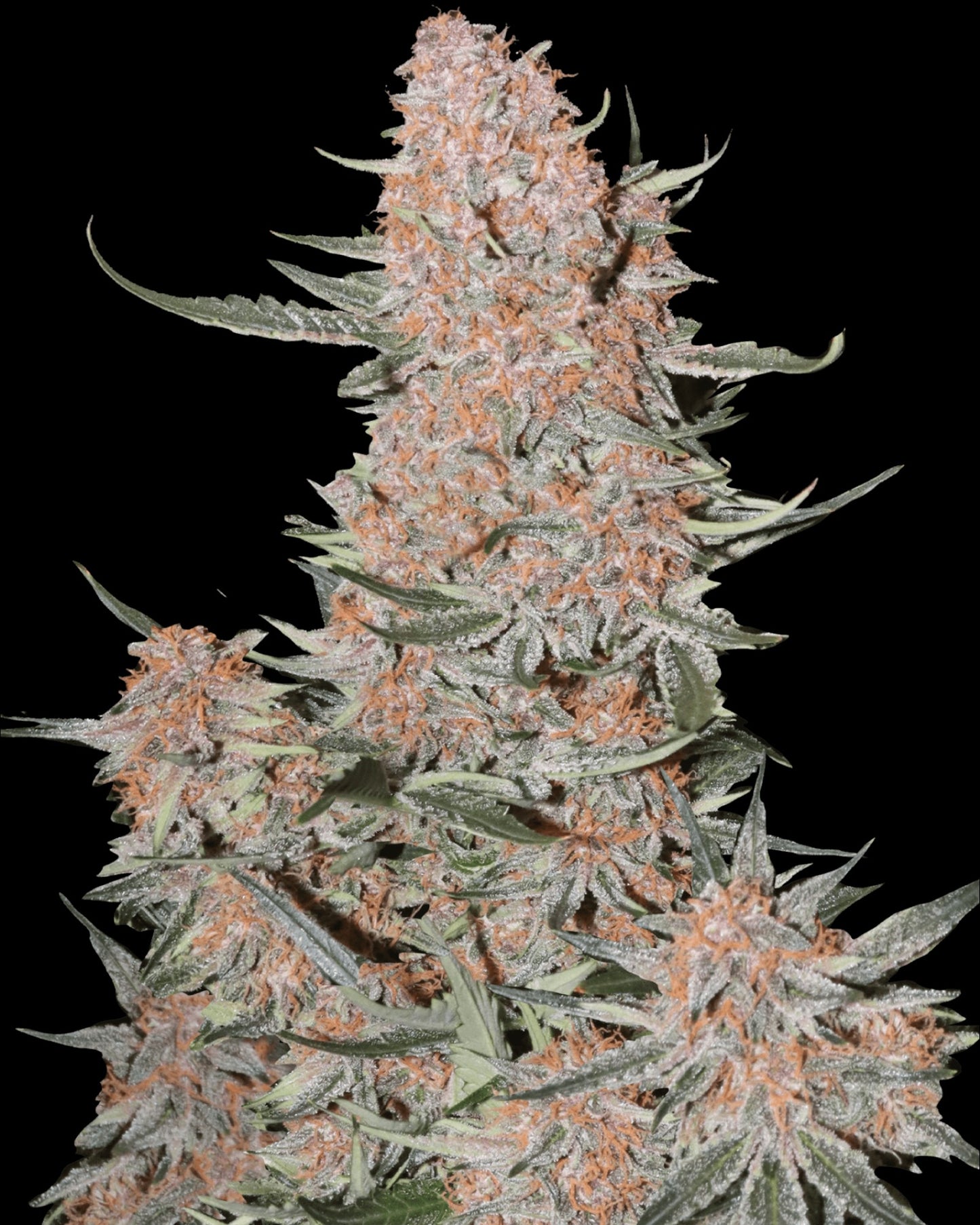 FastBuds Ztrawberriez Autoflower Buds mit Harzüberzug