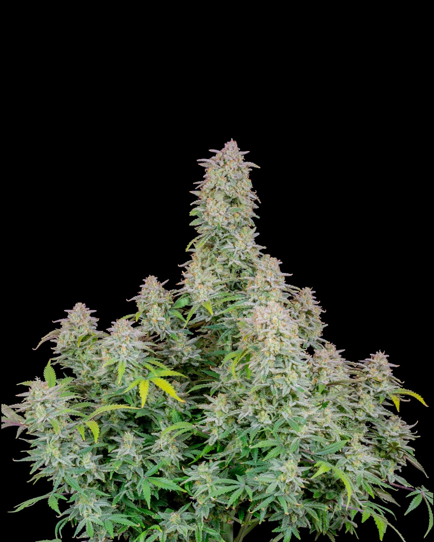 Forbidden Runtz Autoflower Buds Nahaufnahme