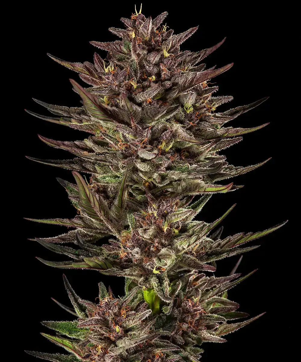 Frosted Zinn x Cookie Dog Auto Barney’s Farm