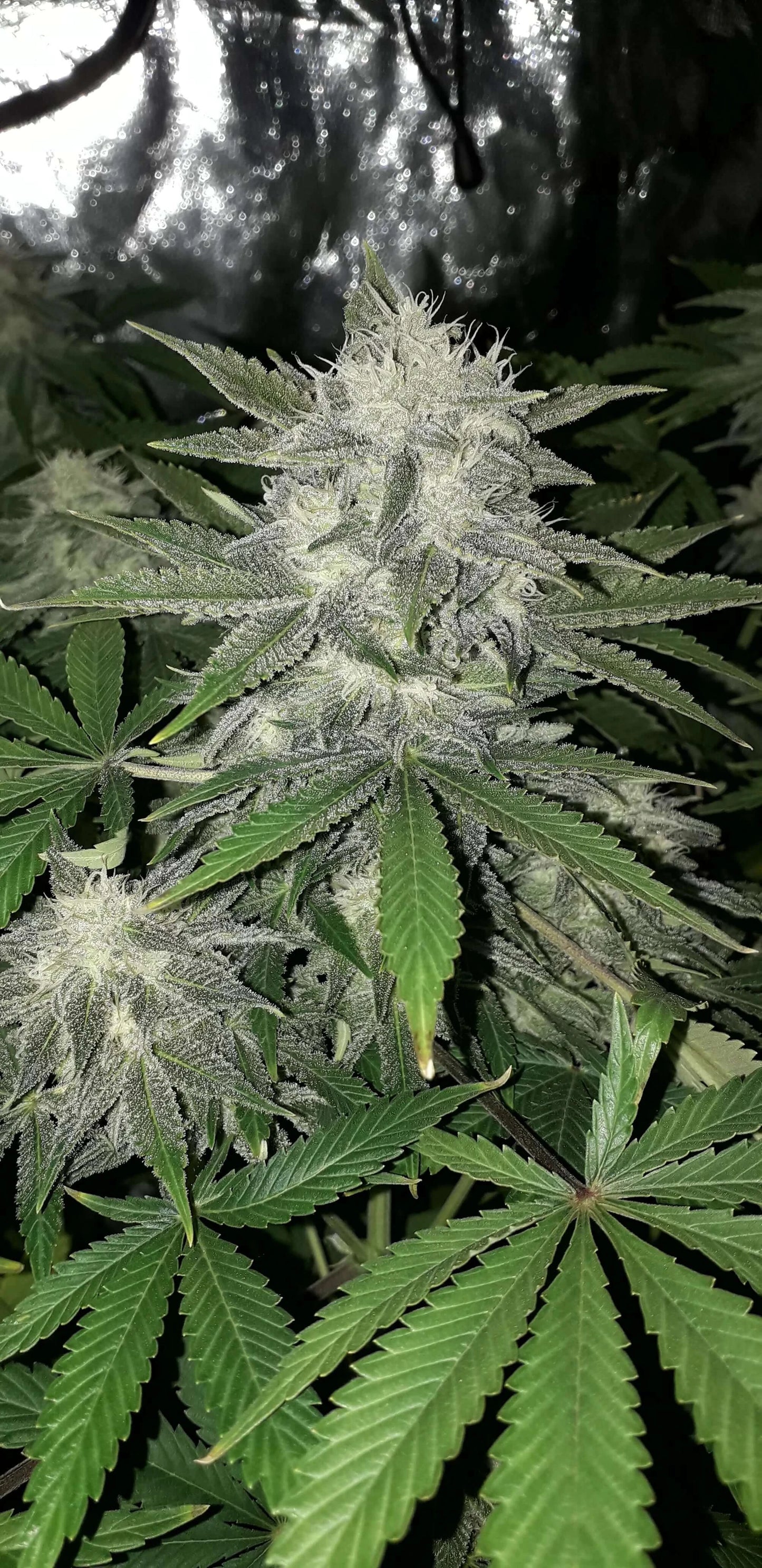 FastBuds Girl Scout Cookies Autoflower Blüte mit Harzüberzug