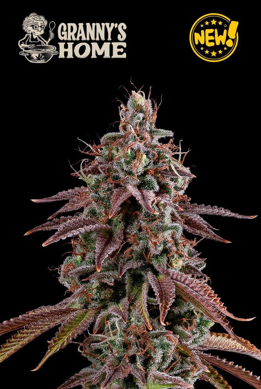Granny’s Home feminisierte Cannabissamen