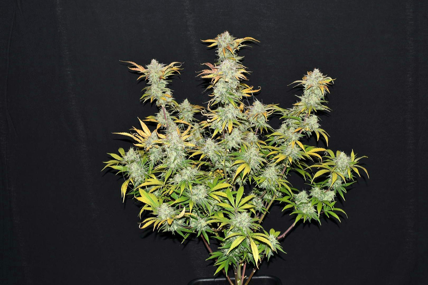FastBuds Grapefruit Autoflower Blüte mit Harz