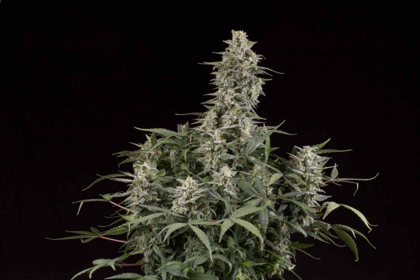 Seedstockers BIG BUD AUTOFLOWER