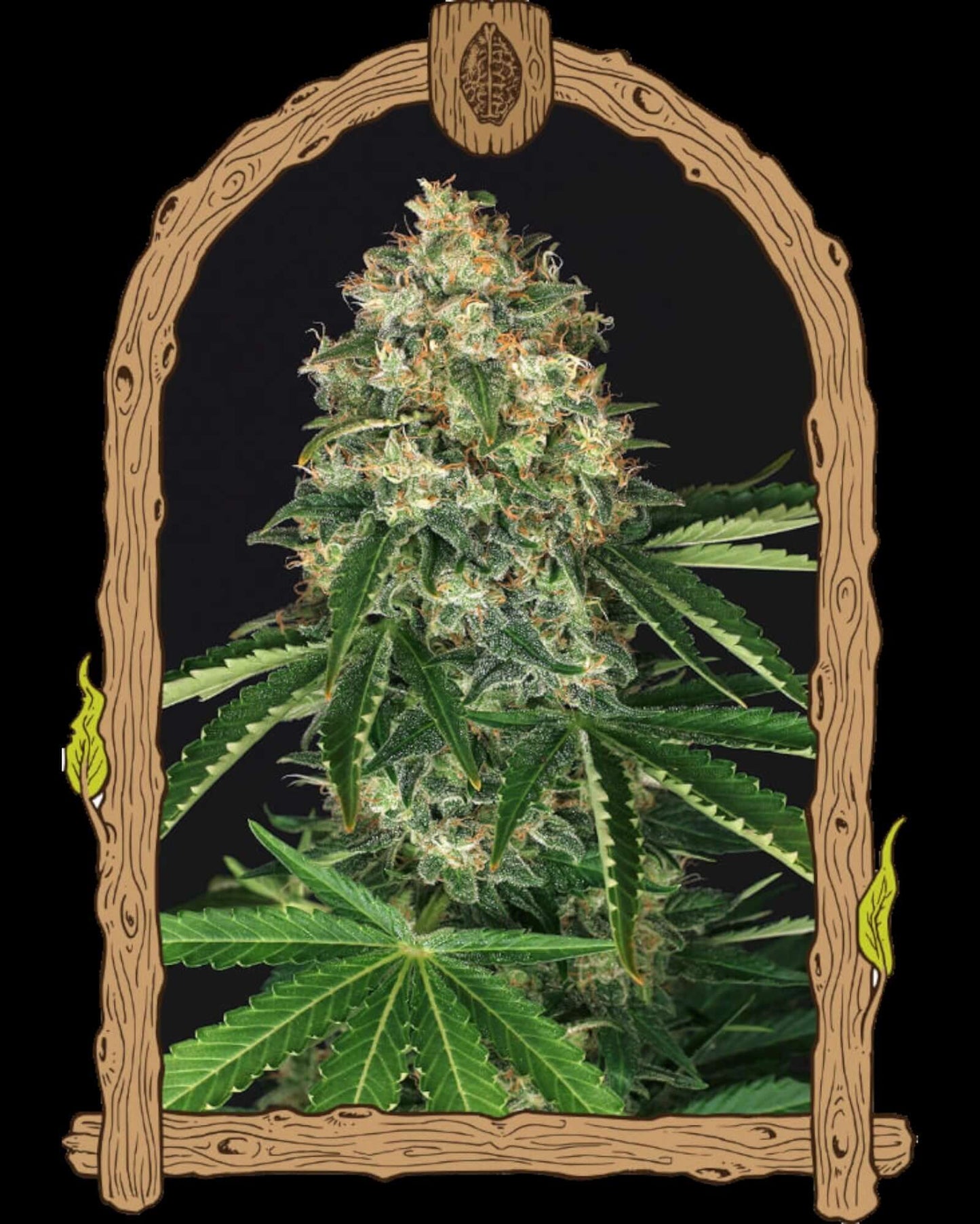 Reguläre Cannabissamen der Sorte Mango Cream von Exotic Seed – Verpackung mit fruchtigem Design