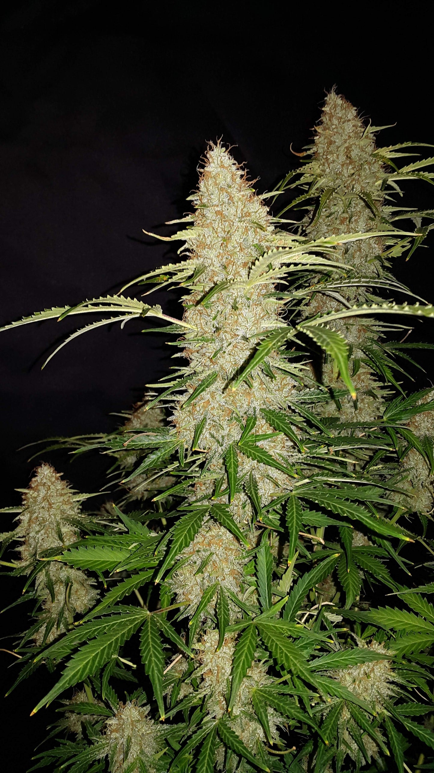 FastBuds Jack Herer Autoflower Pflanze im Indoor-Grow