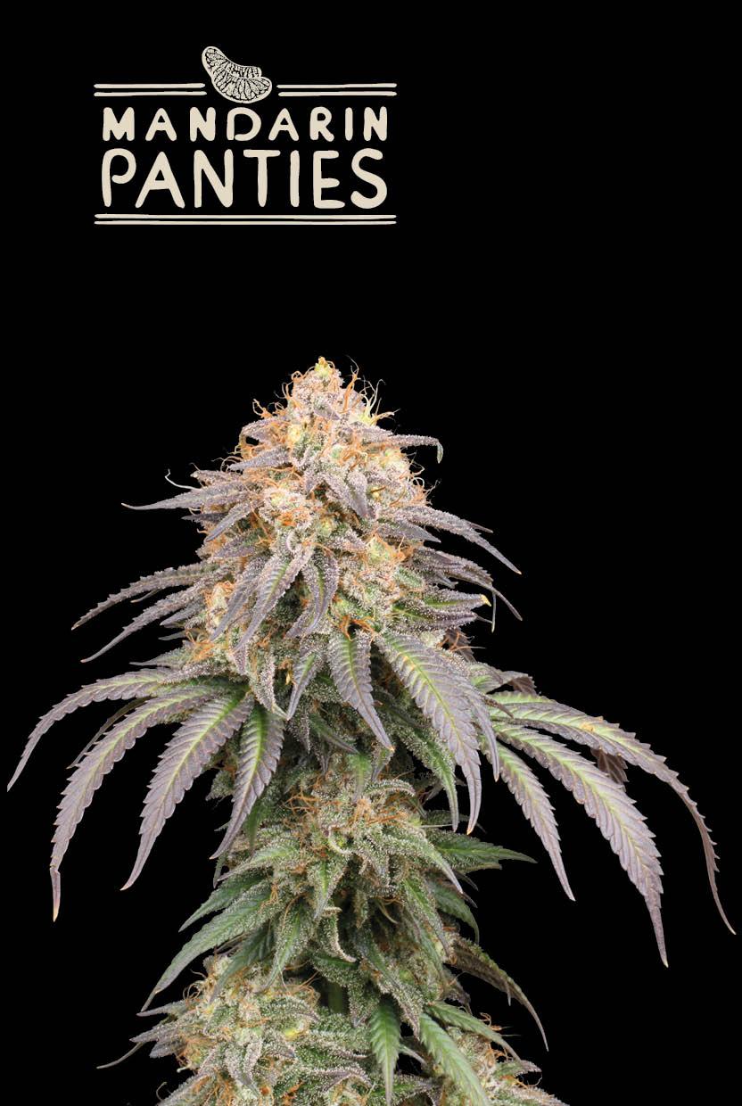 Seedstockers MANDARIN PANTIES© AUTOFLOWER