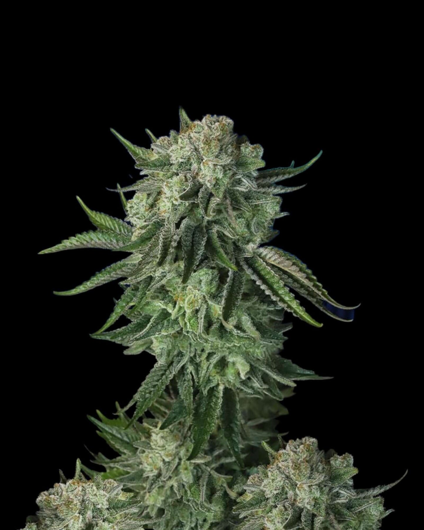 Moby Dick Auto von FastBuds – große Sativa-Autoflower