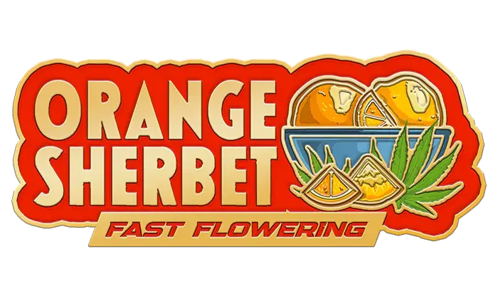 FastBuds Orange Sherbet FF Makroaufnahme der Harzstruktur