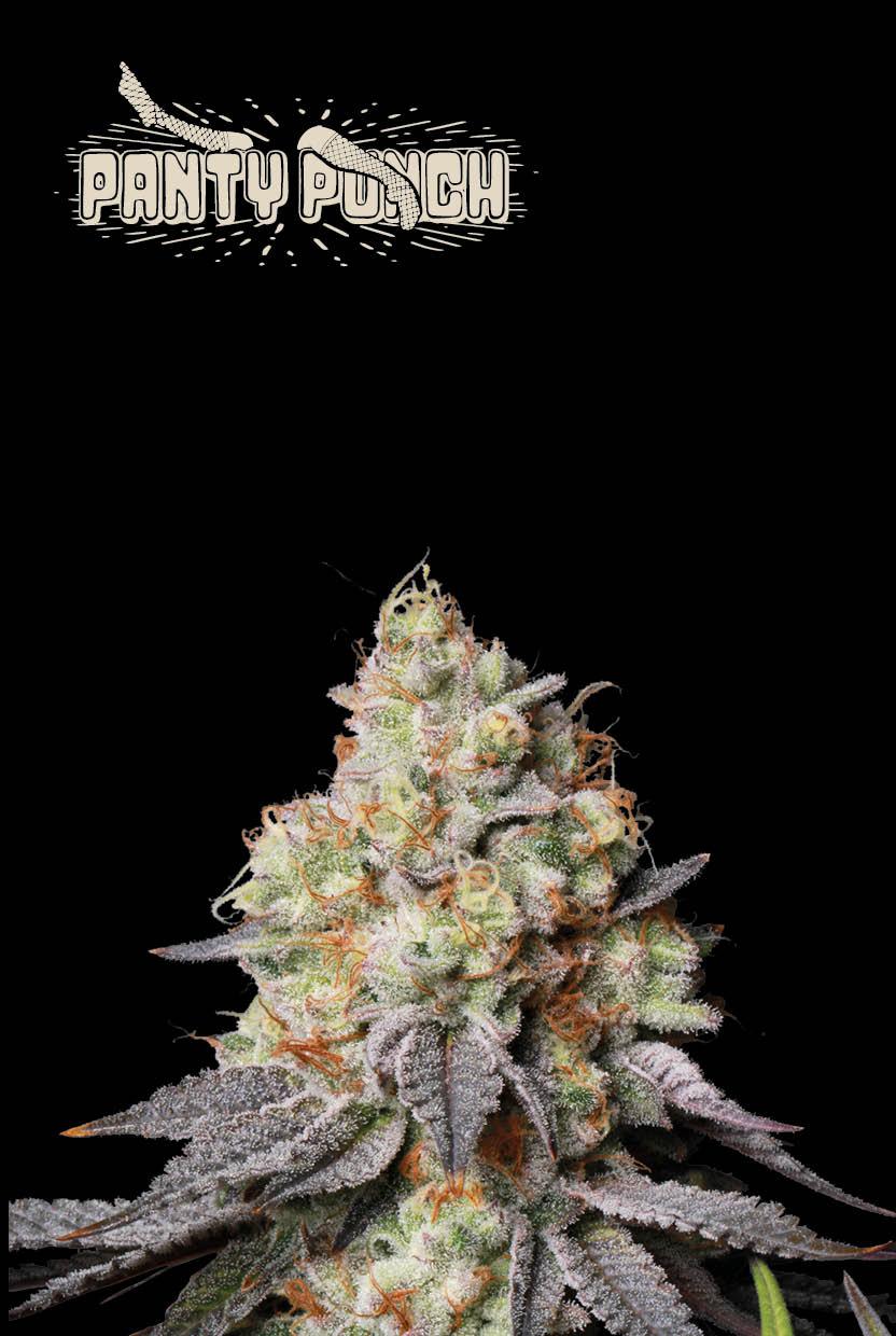 Seedstockers PANTY PUNCH© AUTOFLOWER