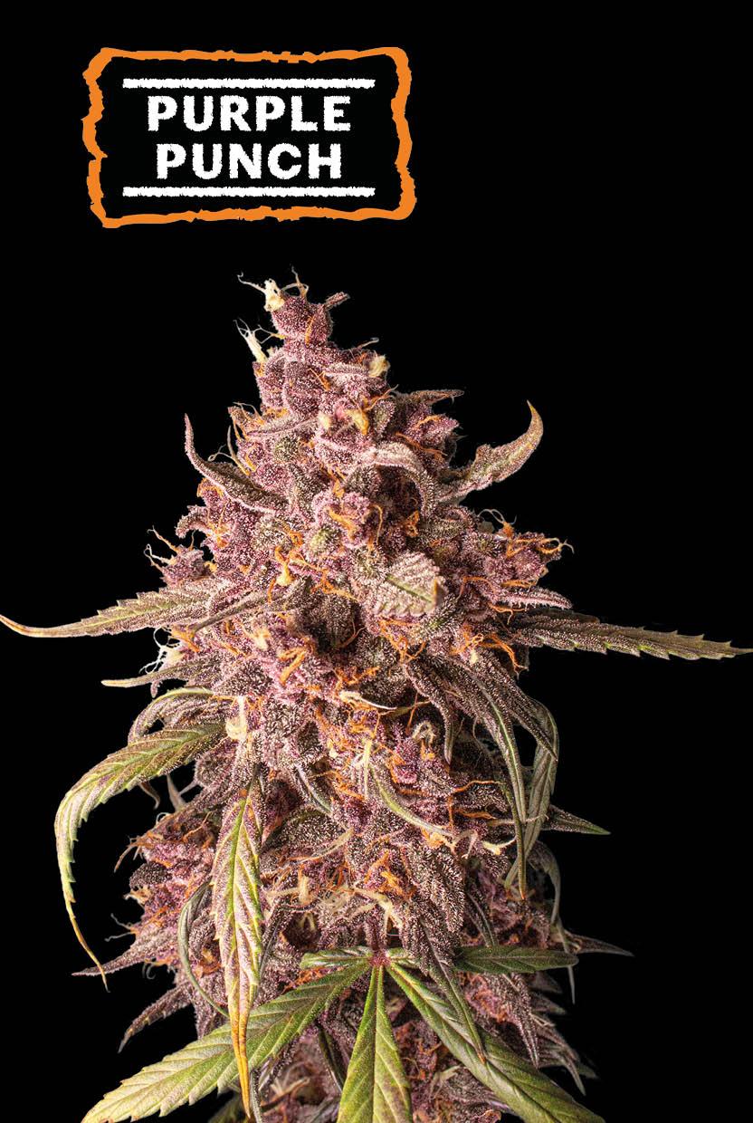 Seedstockers PURPLE PUNCH AUTOFLOWER