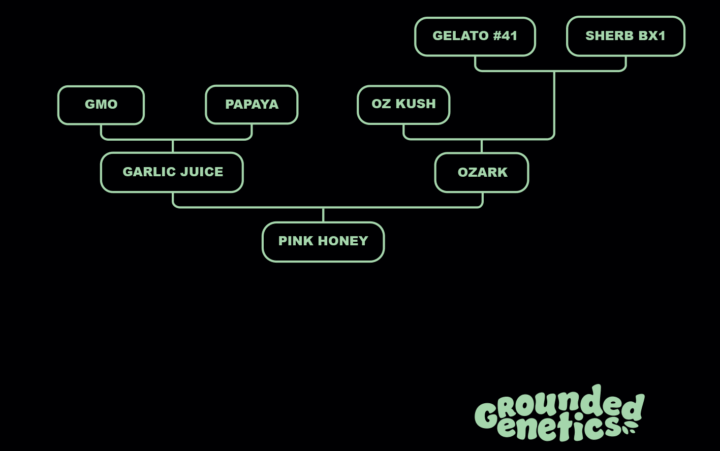 Pink Honey Strain mit goldenen Trichomen