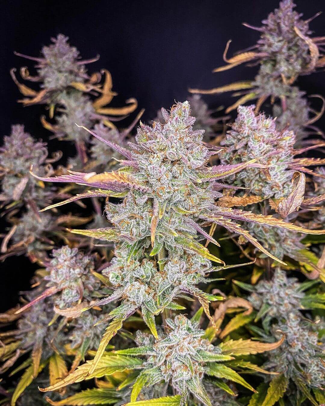 Purple Punch Autoflower Indoor-Grow mit Lichtreflexen