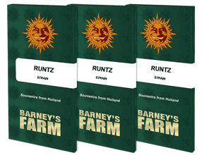 Runtz Cannabissamen bei Pief-Leaf®