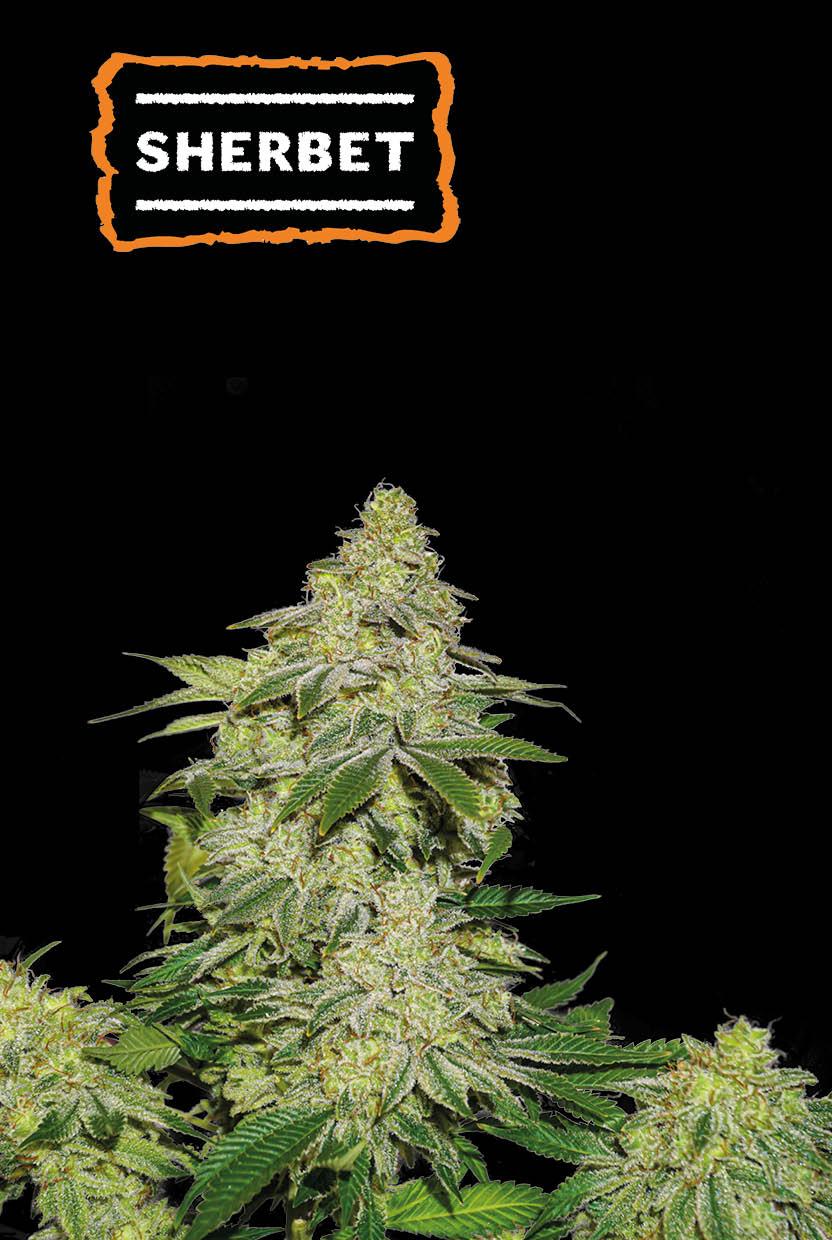 Seedstockers SHERBET AUTOFLOWER