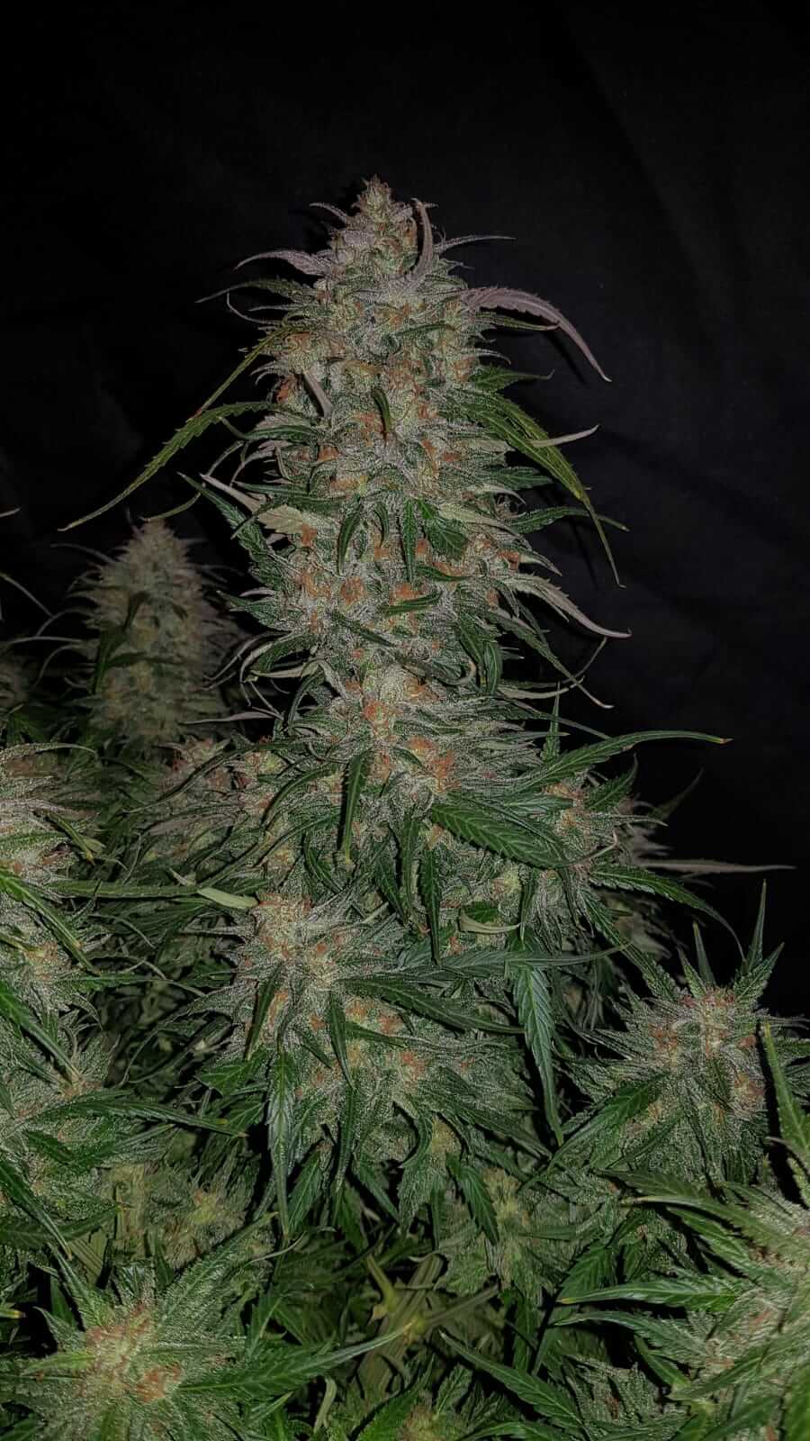 FastBuds Smoothie Autoflower Blüte in Nahaufnahme