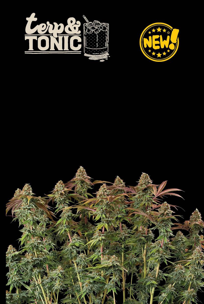 Seedstockers TERP & TONIC© AUTOFLOWER