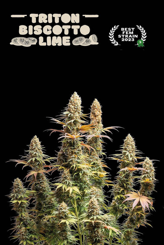 TRITON BISCOTTO LIME© FEM