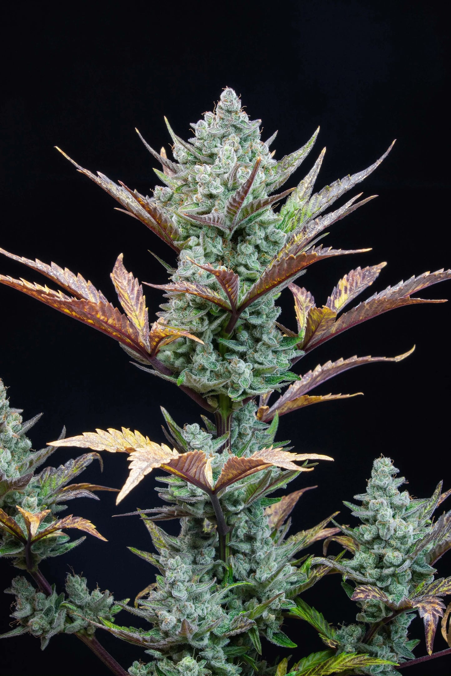 Wedding Glue Auto von FastBuds mit kompaktem Wuchs