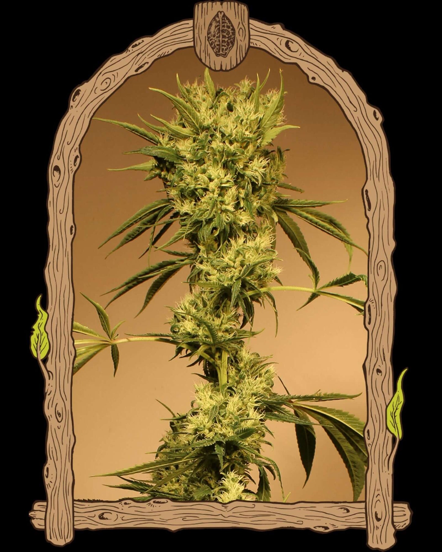 White Jewel Regular Samen von Exotic Seed