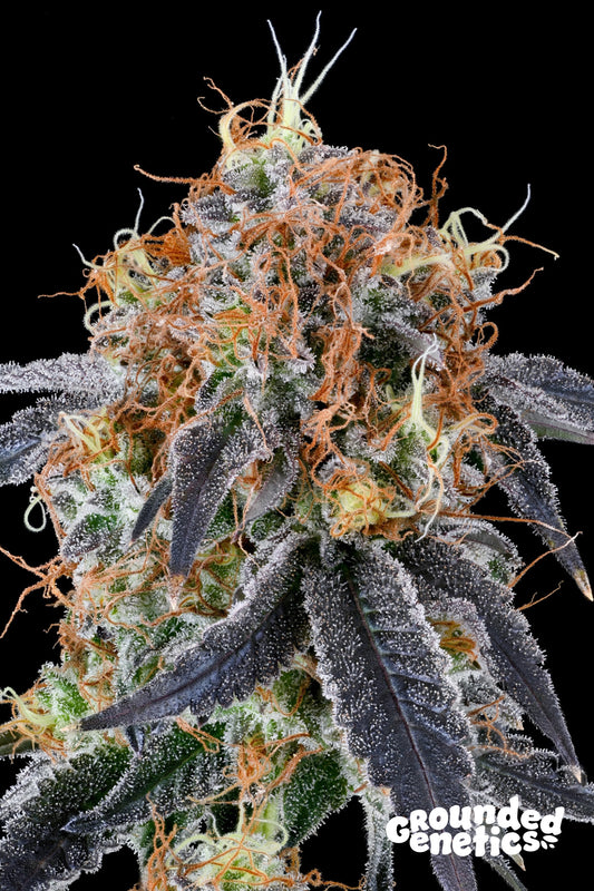 Zilk Road (Ozark x Z Road) FEMINISIERT