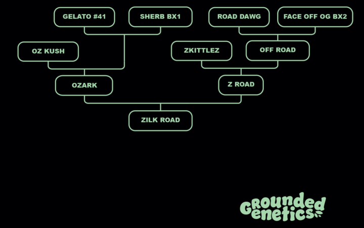 Zilk Road Stammbaum Grounded Genetics