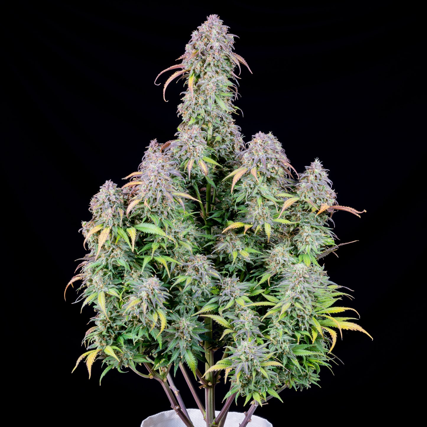 Blueberry - AUTOFLOWER fast buds feminisierte Samen – Pief-Leaf®