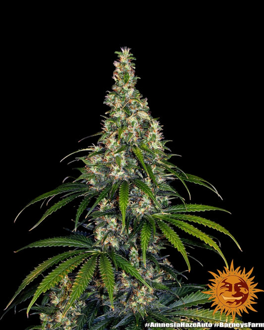 Amnesia Haze AUTOFLOWER