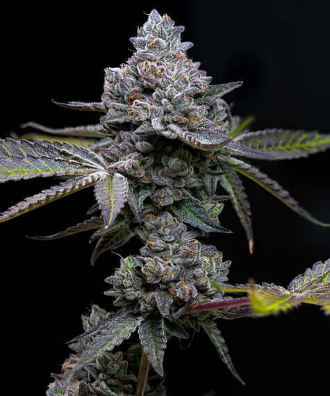 Barneys Farm Apple Fritter feminisierte Cannabissamen